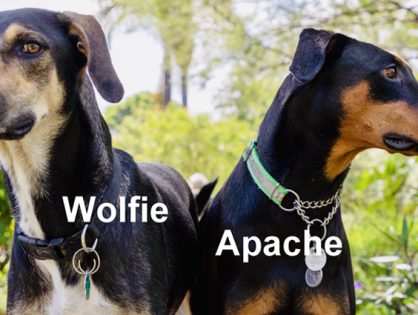 Wolfie Latona’s New Life