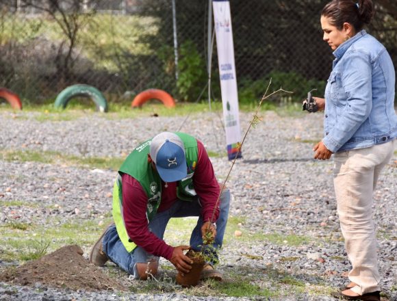 Reforestarán con 60 mil especies Reforestarán con 60 mil especies