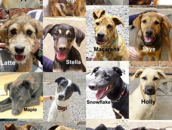Matching Donation Offer Benefits SPA and SPA Dogs to DC Matching Donation Offer Benefits SPA and SPA Dogs to DC