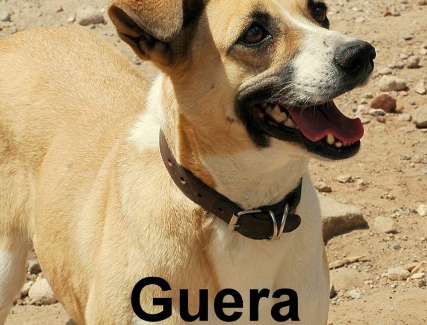 Hats Off to Güera Hats Off to Güera