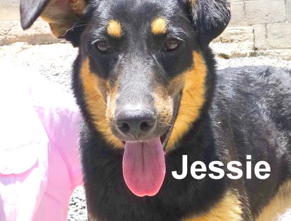SPA Pets of the Month, June 2020, and New Pet Food Money Bonus Offer! SPA Pets of the Month, June 2020, and New Pet Food Money Bonus Offer!