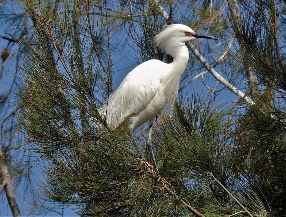 Learning to Live in an Upended World: Birds Set Free Learning to Live in an Upended World: Birds Set Free