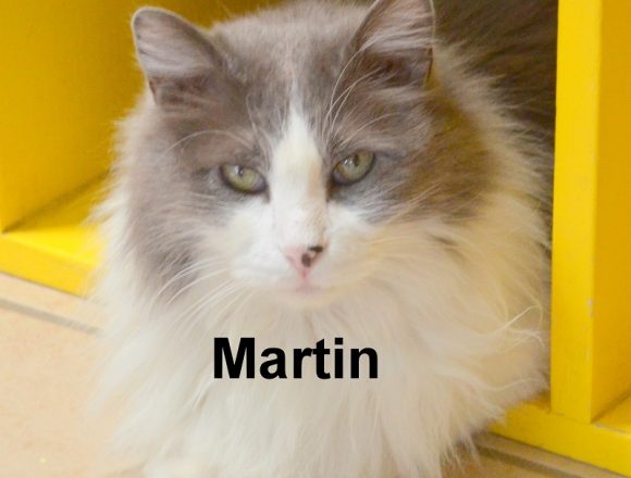 “Adopt” a Cat or Dog with a Click on Your Computer “Adopt” a Cat or Dog with a Click on Your Computer