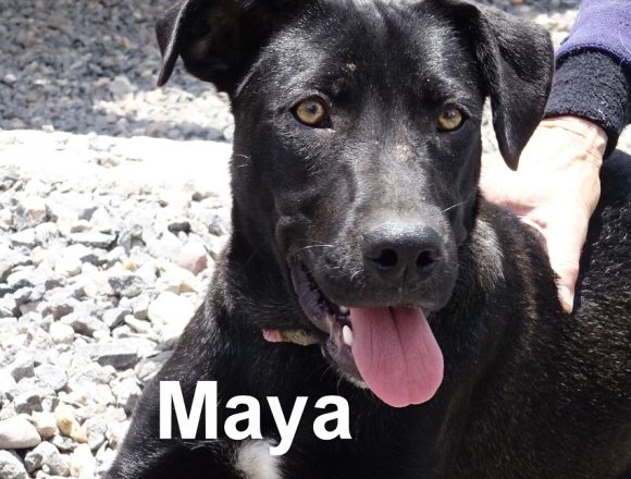 SPA September 2020 Pets of the Month SPA September 2020 Pets of the Month