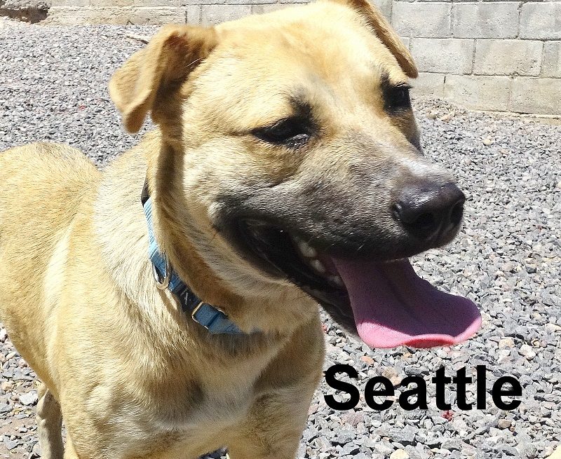 Holiday Gift Ideas for Animal Lovers!
