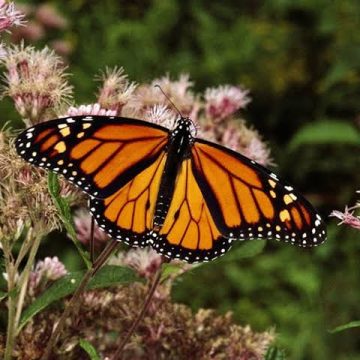 Monarch Butterfly Migration to Pass Through San Miguel de Allende