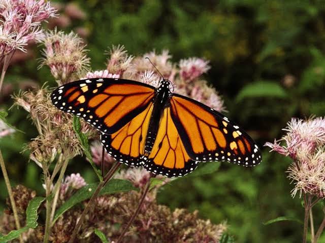 Mariposa monarca migrará por San Miguel de Allende