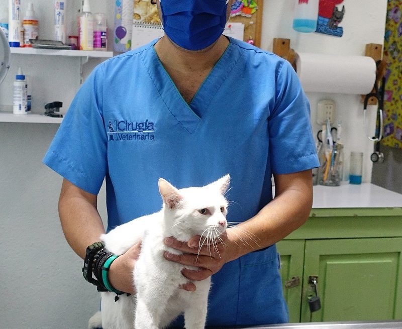SPA Clinic Is a Great Choice for Your Veterinary Needs!