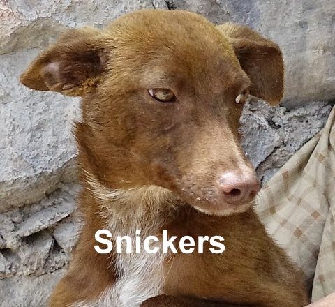 Matching Donation Offer to Help the SPA Save Cats and Dogs Matching Donation Offer to Help the SPA Save Cats and Dogs