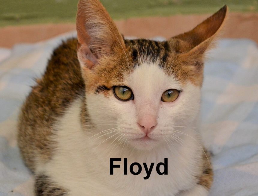 Floyd and Bob—Survivors