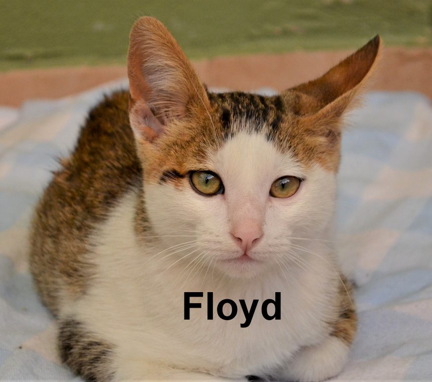 Floyd and Bob—Survivors