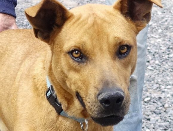 SPA January 2021 Pets of the Month SPA January 2021 Pets of the Month