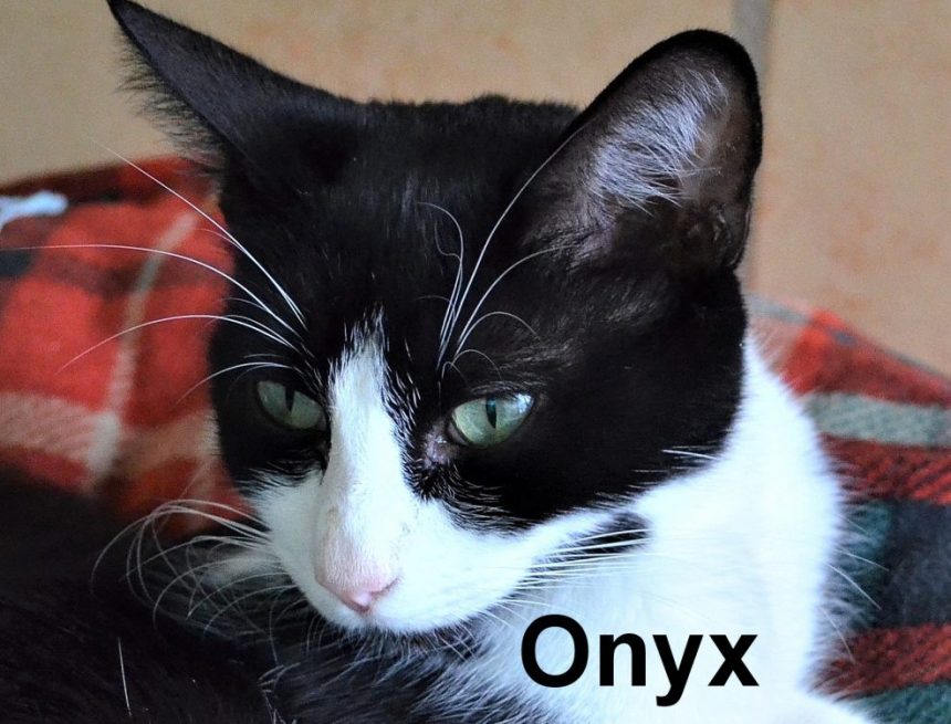 My Travels with Cats