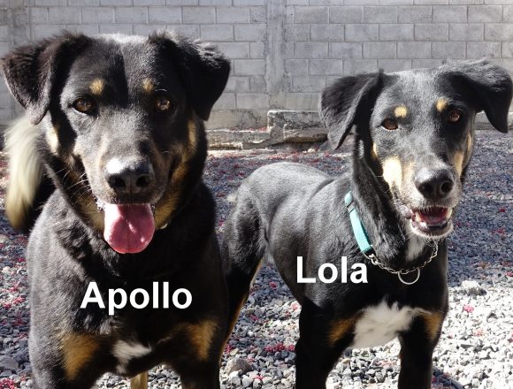 SPA February 2021 Pets of the Month SPA February 2021 Pets of the Month