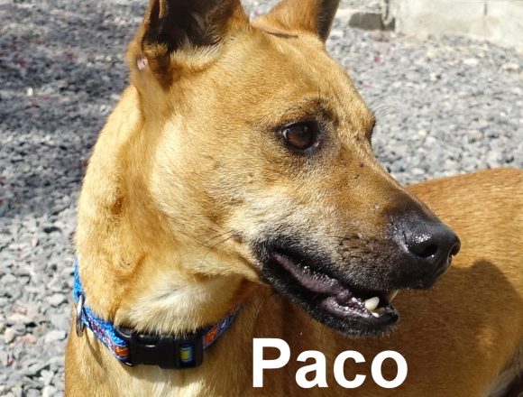 This One’s For You, Paco This One’s For You, Paco