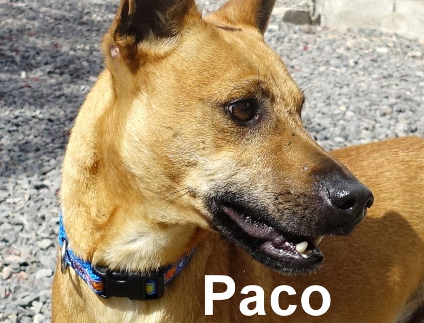 This One’s For You, Paco This One’s For You, Paco