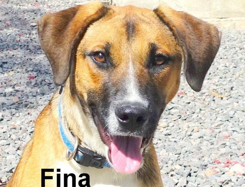 SPA March 2021 Pets of the Month SPA March 2021 Pets of the Month