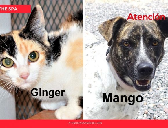 The SPA’s Pet Food Money Bank Fundraiser Starts Now! The SPA’s Pet Food Money Bank Fundraiser Starts Now!
