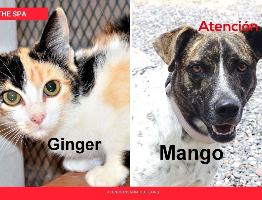 The SPA’s Pet Food Money Bank Fundraiser Starts Now! The SPA’s Pet Food Money Bank Fundraiser Starts Now!