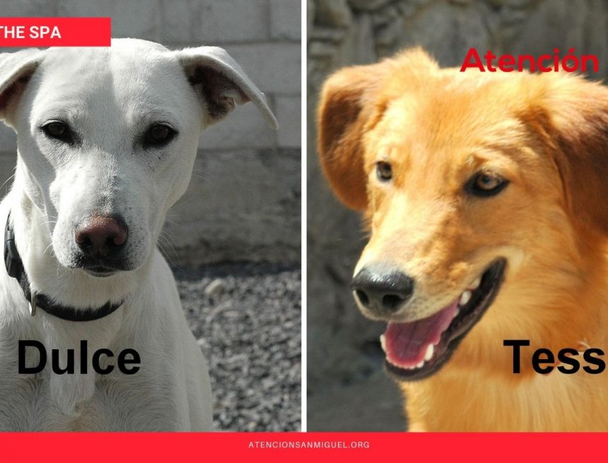 Dulce and Tessie