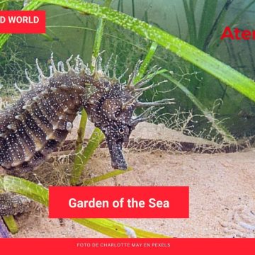 Living in an Upended World: Garden of the Sea