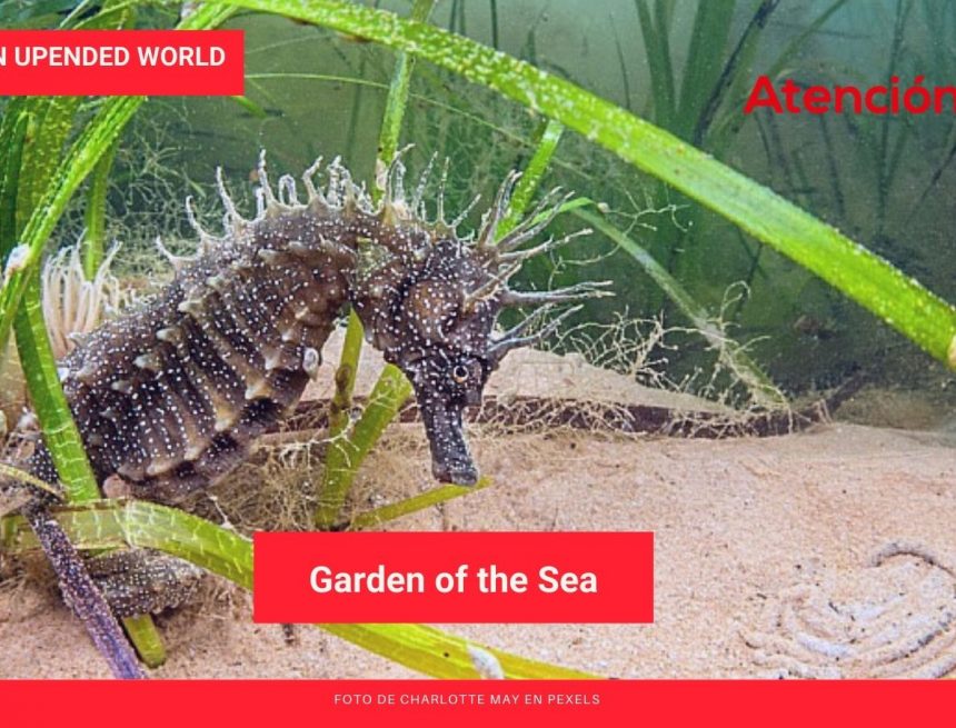Living in an Upended World: Garden of the Sea Living in an Upended World: Garden of the Sea