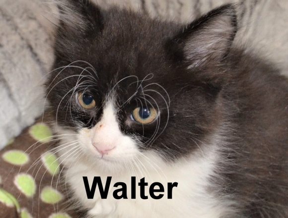 Help Curb Feline Overpopulation Help Curb Feline Overpopulation