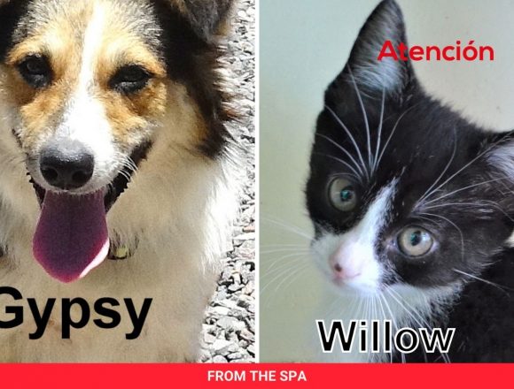 Take Advantage of the Matching Donation Offer to Help Feed SPA Animals! Take Advantage of the Matching Donation Offer to Help Feed SPA Animals!