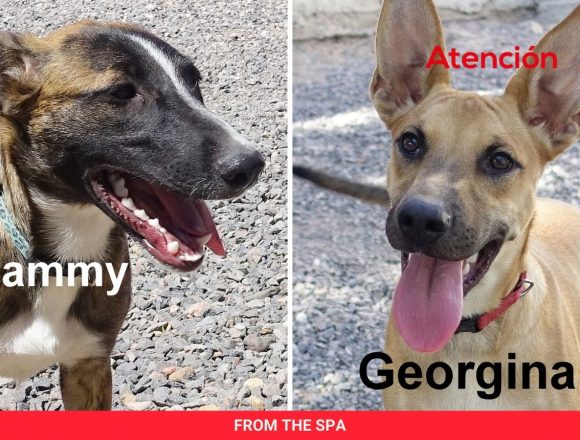 Canine Distemper, a Disease Preventable by Vaccination Canine Distemper, a Disease Preventable by Vaccination