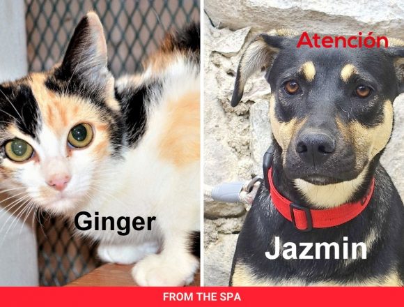 SPA Matching Donations Offer and June Pets of the Month SPA Matching Donations Offer and June Pets of the Month