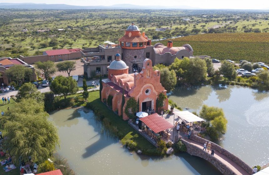 Do you like the harvesting of grapes?