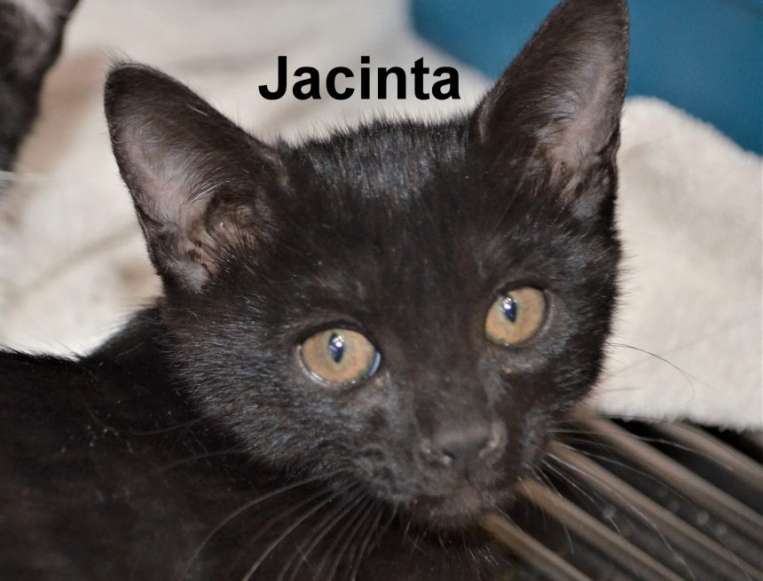 SPA News and Pets of the Month—July 2021