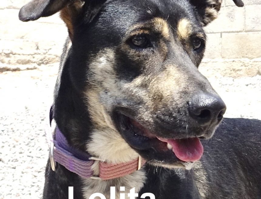 SPA News and August Pets of the Month SPA News and August Pets of the Month