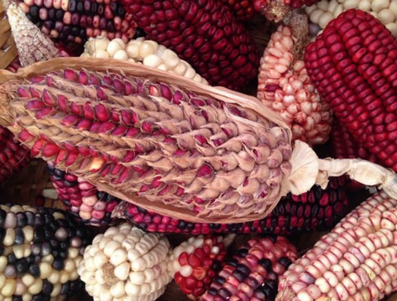 Celebrate Native Corn in September
